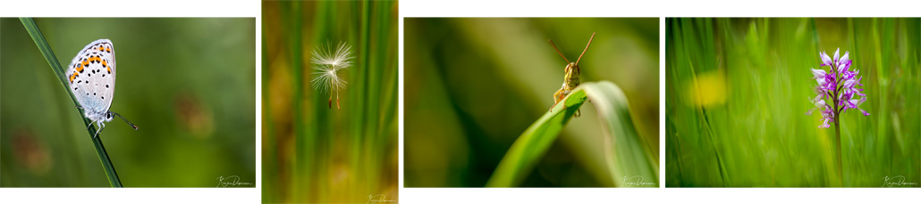 4 macro-photographies d'insecte et fleurs